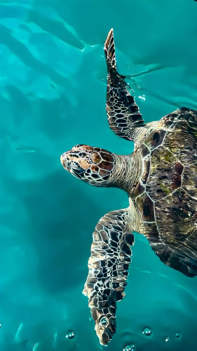 Tortue - eau turquoise